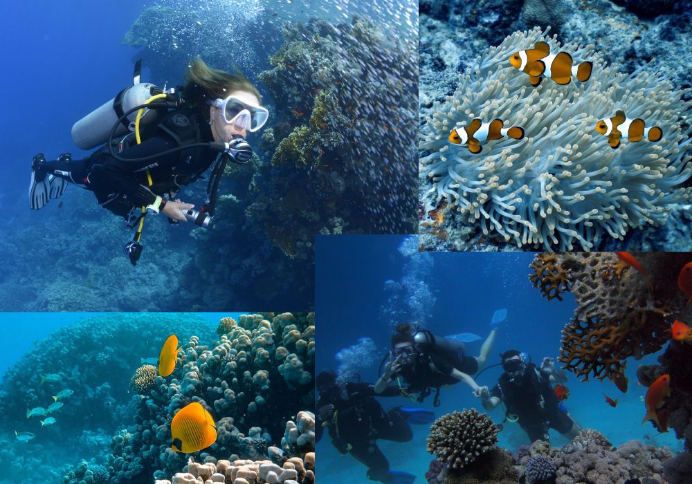 Scuba diving for beginners in the andaman islands – Artofit